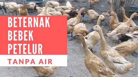 Panduan Lengkap: Cara Beternak Bebek Petelur Tanpa Air