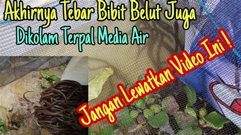 Cara Sederhana Beternak Belut Air Bersih untuk Pemula