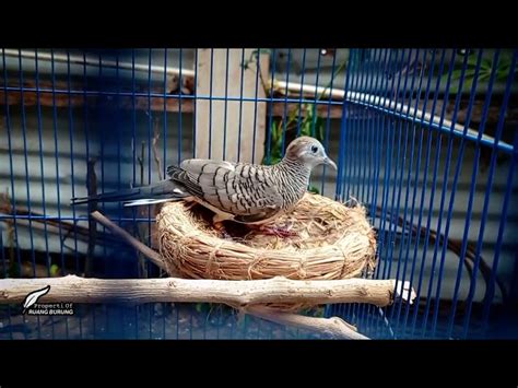 Panduan Lengkap Cara Beternak Burung Perkutut Bangkok