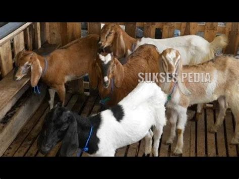 Panduan Cara Beternak Kambing yang Benar dan Menguntungkan