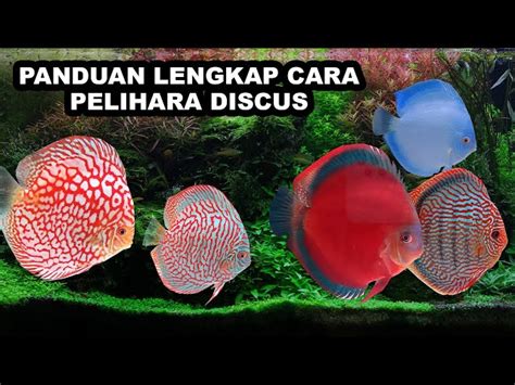 Rahasia Bikin Logo Ikan Discus yang Menggiurkan dan Jualan Makin Laris