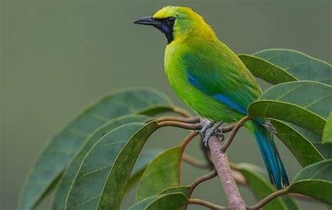 Panduan Lengkap: Cara Budidaya Burung Cucak Ijo untuk Pemula