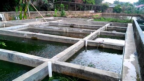 Rahasia Sukses Budidaya Ikan Arwana di Kolam Beton