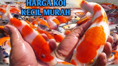 Pelajari Rahasia Budidaya Ikan Koi: Temukan Wawasan Berharga di YouTube