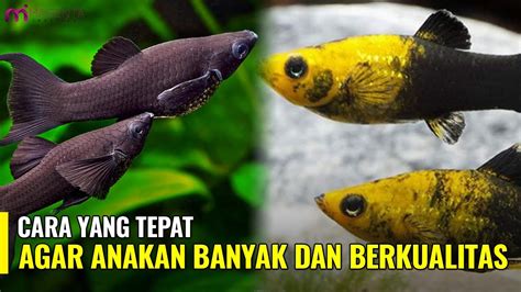 Rahasia Membudidayakan Ikan Molly di Akuarium yang Jarang Diketahui