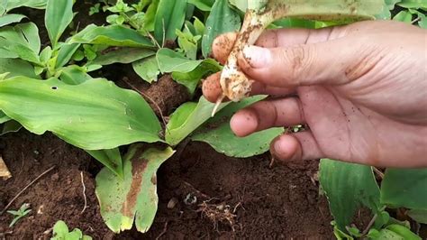 9 Cara Budidaya Kencur, Manfaat, Peluang, dan Kendalanya