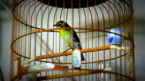 Panduan Lengkap: Cara Meningkatkan Durasi Kicau Burung Pleci