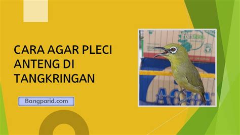 Jurus Jitu Melatih Burung Pleci Nagen di Tangkringan