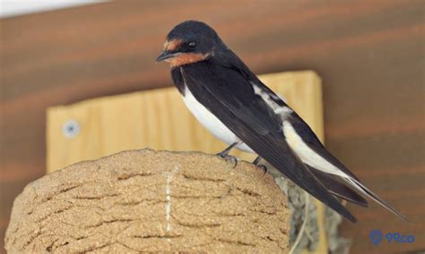 Cara Unik Burung Walet Membuat Sarang yang Kokoh