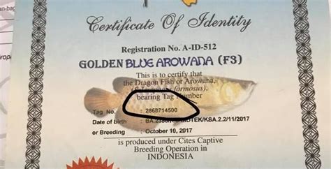 Cara Cek Sertifikat Ikan Arwana