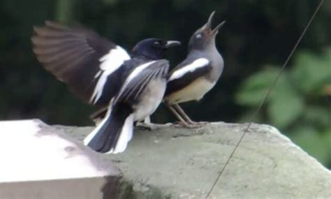 Cara Super Cepat Menjodohkan Burung Kacer