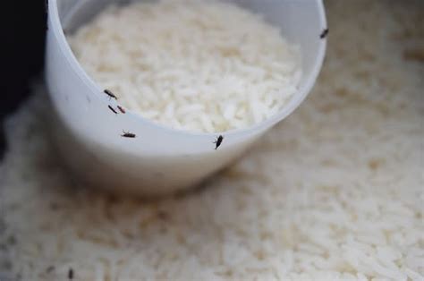 cara elakkan kutu beras