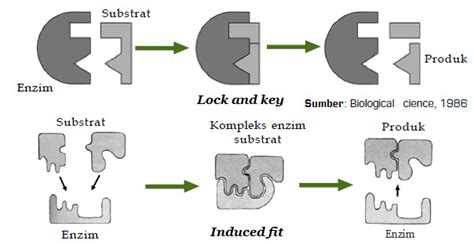 Cara Kerja Enzim Lock and Key dan Induced Fit
