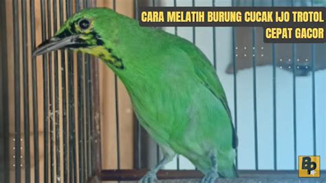 Cara Cepat Melatih Burung Cucak Ijo Muda Hutan Berkicau