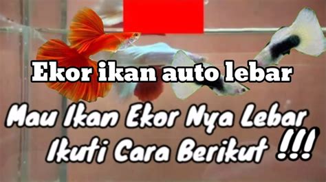 Panduan Rahasia Melebarkan Ekor Ikan Guppy: Temukan Rahasianya!