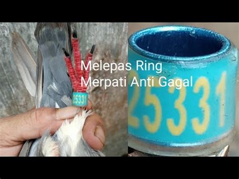 Cara Melepas Ring Burung Merpati dengan Aman dan Benar