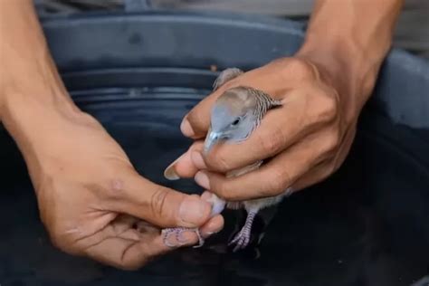 Rahasia Menjinakkan Burung Perkutut: Panduan Memandikan yang Tepat