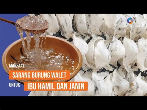 Panduan Memasak Sarang Burung Walet untuk Ibu Hamil