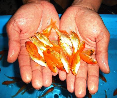 Rahasia Memasang Umpan Ikan Mas Terungkap! Panduan Jitu untuk Pemancing Hebat