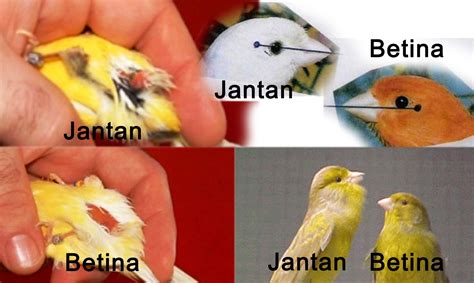 Panduan Membedakan Burung Kenari Jantan dan Betina dengan Mudah