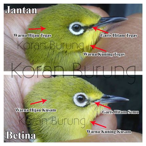 Panduan Lengkap: Cara Mudah Membedakan Burung Pleci Jantan dan Betina