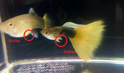 Rahasia Membedakan Ikan Guppy Jantan dan Betina