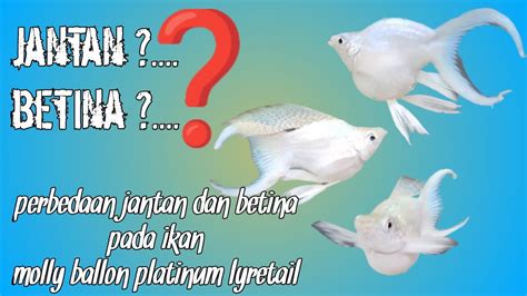 Temukan Rahasia Membedakan Ikan Molly Balon Jantan dan Betina