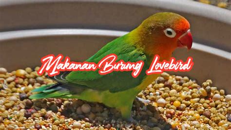Cara Mudah dan Tepat Memberi Makan Burung Lovebird