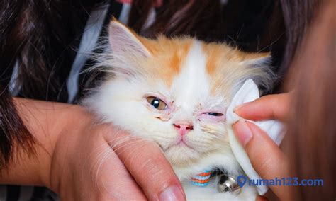 cara membersihkan mata kucing persia