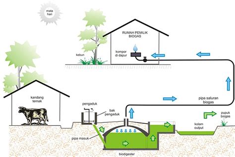 Cara Membuat Biogas dari Kotoran Sapi: Solusi Ramah Lingkungan untuk Energi Rumah Tangga