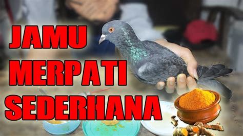 Cara Membuat Jamu Ampuh untuk Burung Merpati