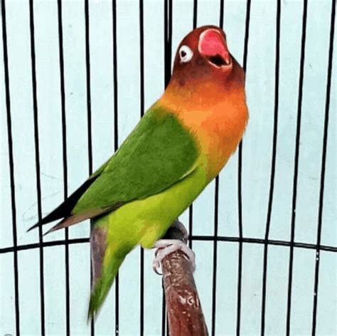 Panduan Lengkap: Cara Membuat Mainan Burung Lovebird Sendiri