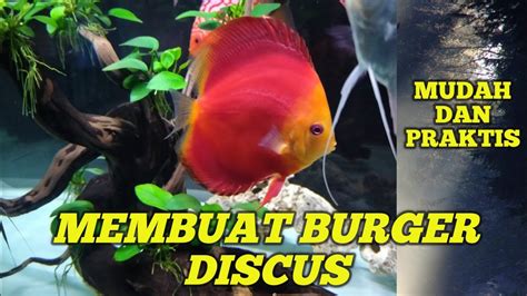 Cara Bikin Pakan Ikan Discus Burger: Rahasia Terungkap untuk Ikan Sehat dan Gemuk!