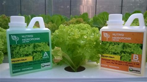 cara membuat pupuk nutrisi hidroponik alami dengan bahan bahan murah