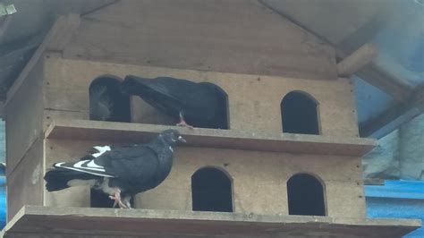 Panduan Lengkap: Cara Mudah Membuat Rumah Burung Merpati Nyaman