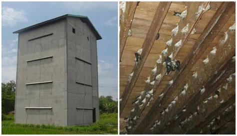 Panduan Lengkap: Cara Membuat Rumah Burung Walet yang Nyaman dan Produktif