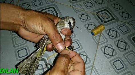 Panduan Membangun Sarang Nyaman untuk Burung Kutilang