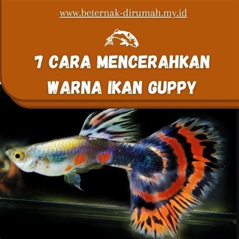 Rahasia Wujudkan Warna Ikan Guppy Cemerlang, Penemuan Mencengangkan!