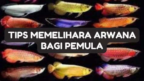 Cara Merawat Ikan Arwana Pemula, Rahasia Ikan Awet dan Cantik