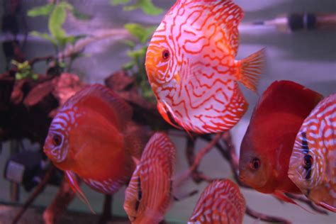 Rahasia Sukses Memelihara Ikan Discus di Aquascape, Dijamin Cantik!