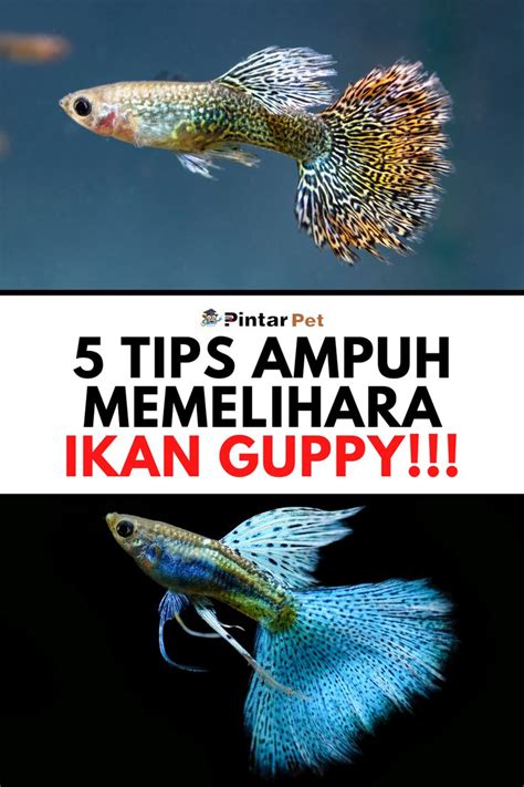 Rahasia Menjaga Ikan Guppy Tetap Sehat