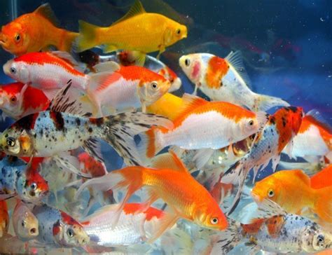 Rahasia Memelihara Ikan Komet Sehat dan Berumur Panjang di Akuarium