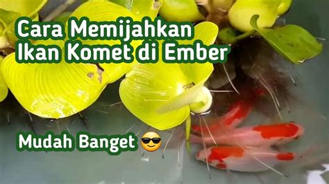 Rahasia Pemijahan Ikan Komet Terungkap: Panduan untuk Hasil yang Luar Biasa!