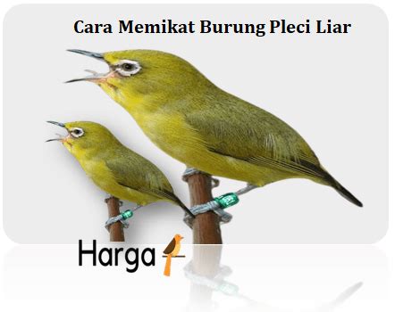 Cara Memikat Burung Kutilang Liar yang Ampuh