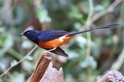 Cara Jitu Memikat Burung Murai Batu di Hutan dengan Mudah dan Cepat