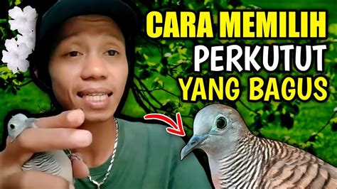 Cara Jitu Memilih Burung Perkutut Suara Besar nan Menggelegar