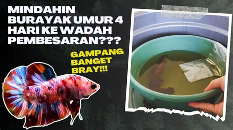 Rahasia Memindahkan Burayak Ikan Cupang: Temukan Cara Ampuh!