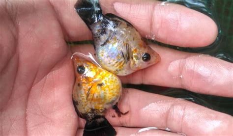 Temukan Rahasia Memisahkan Anakan Ikan Molly dengan Mudah dan Efektif