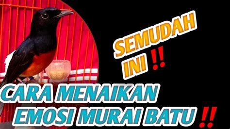 Cara Tepat Menaikkan Emosi Burung Murai Batu