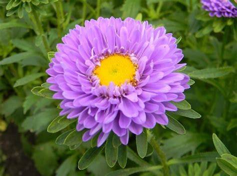 Cara Menanam Aster Lengkap Dengan Cara Merawat Aster Dipekarangan Rumah